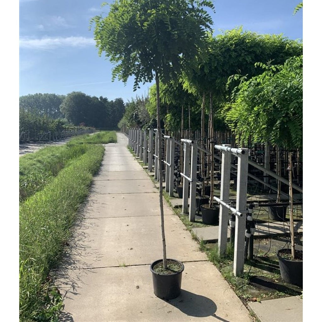 Robinia – Robinia ps. 'Umbraculifera' - C15 6/8 180 CM Stem